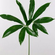 image фото Philodendron Fun Bun - филодендрон оптом купить цветы и растения из Голландии, Германии, Италии, Испании, Дании, Эквадора, Колумбии, Азии, Африки, Израиля, Китая, Тайланда, Тайваня с доставкой по Украине в: Киев, Львов, Черкассы, Кировоград, Полтава, Ровно, Днепропетровск, Запорожье, Харьков, Кривой Рог, Днепр, Одесса, Николаев, Херсон, Умань, Кропивницкий